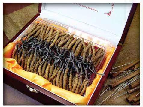 云南冬虫夏草回收